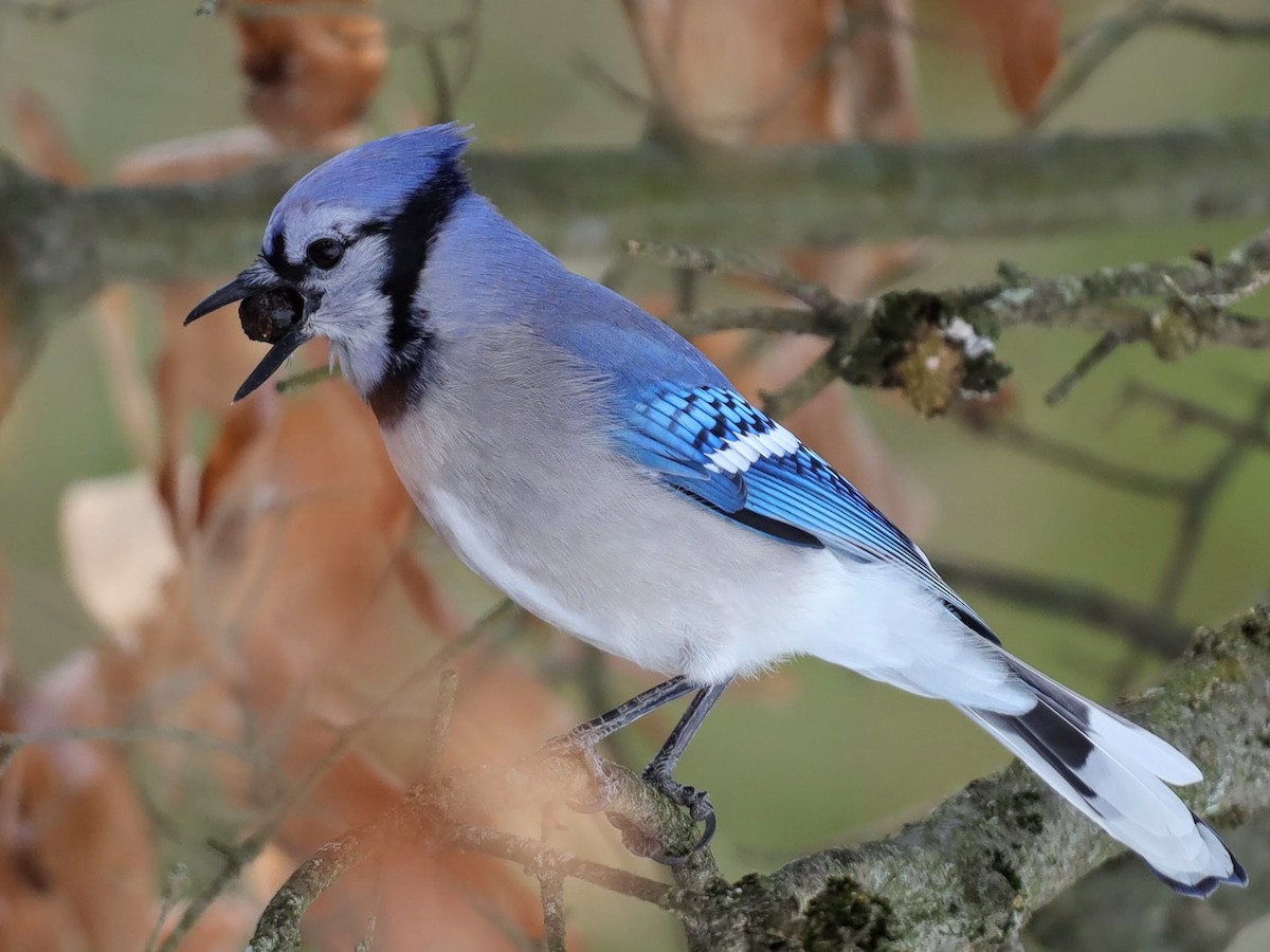 Blue Jay - ML629875129