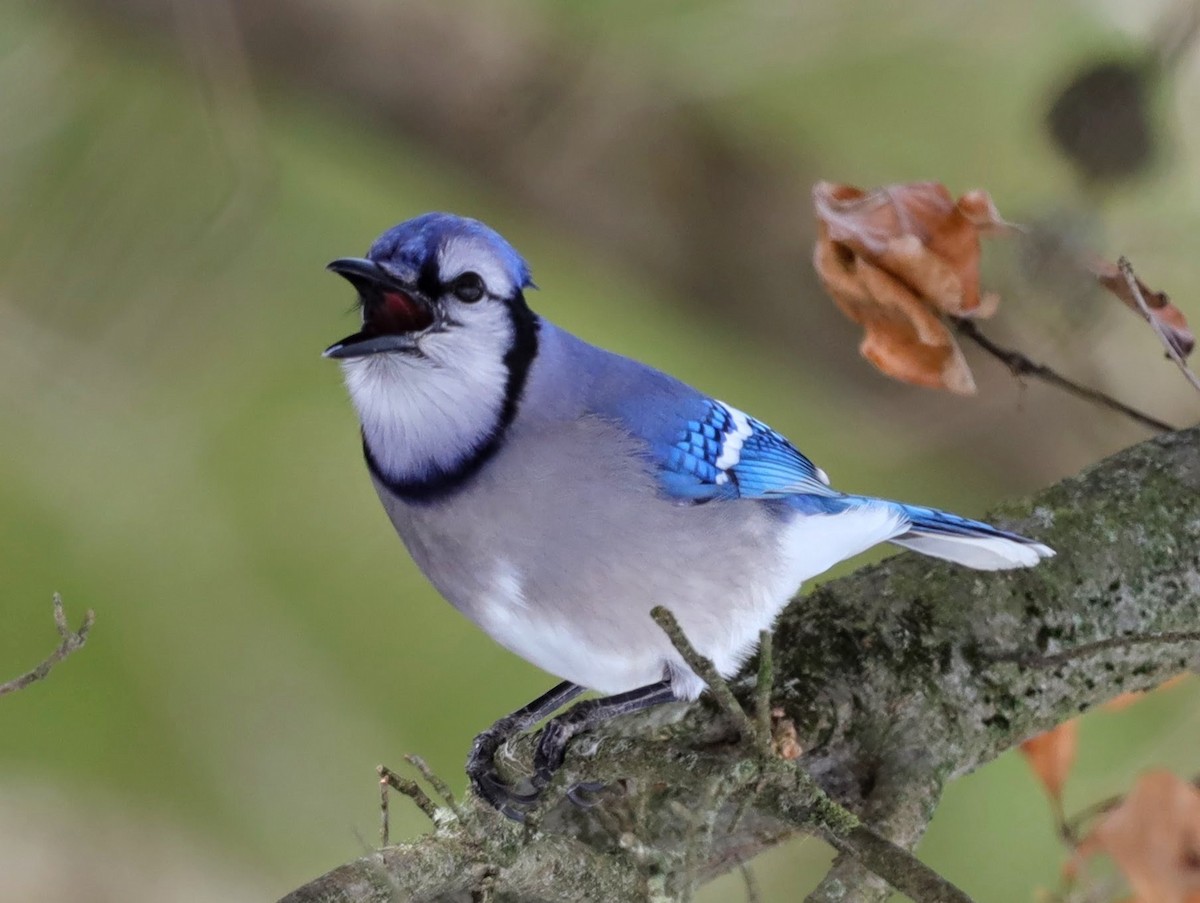 Blue Jay - ML629875130
