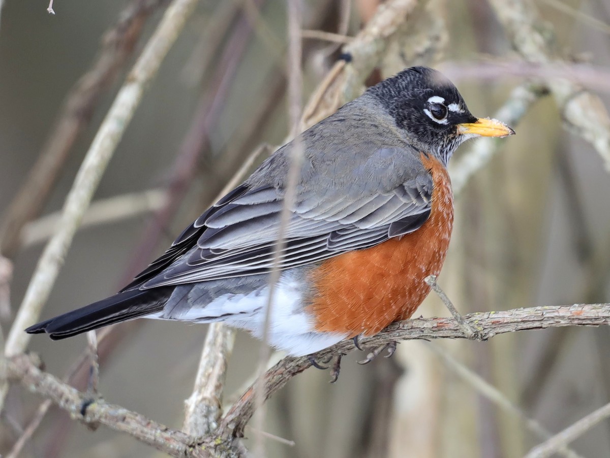 American Robin - ML629875141