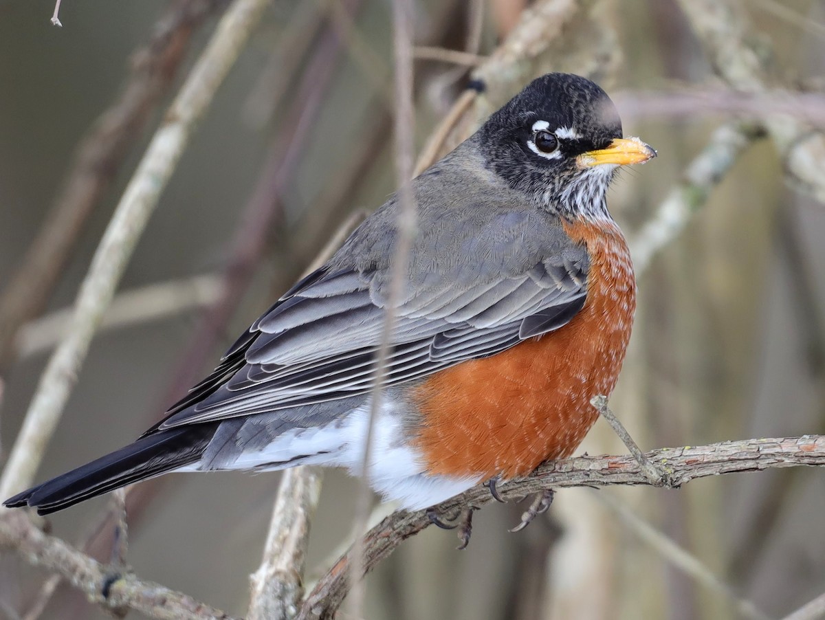 American Robin - ML629875142
