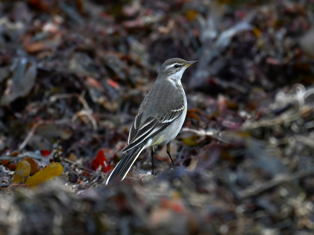 Eastern Yellow Wagtail - ML629875143