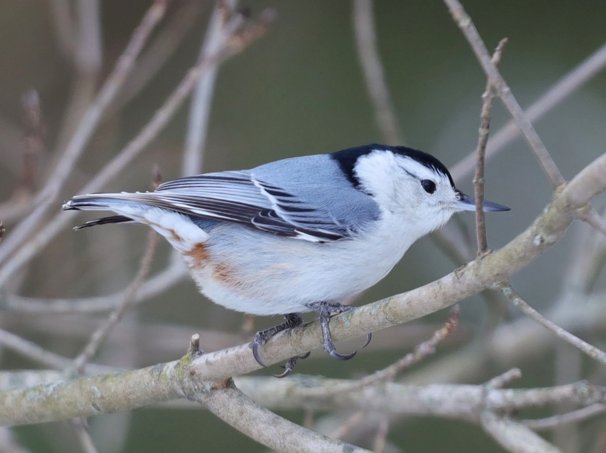 White-breasted Nuthatch - ML629875156