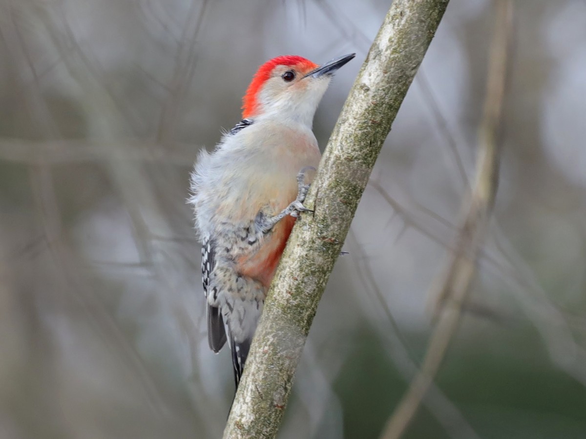 Red-bellied Woodpecker - ML629875167