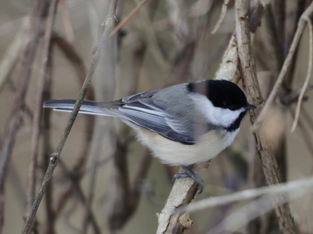 Black-capped Chickadee - ML629875214