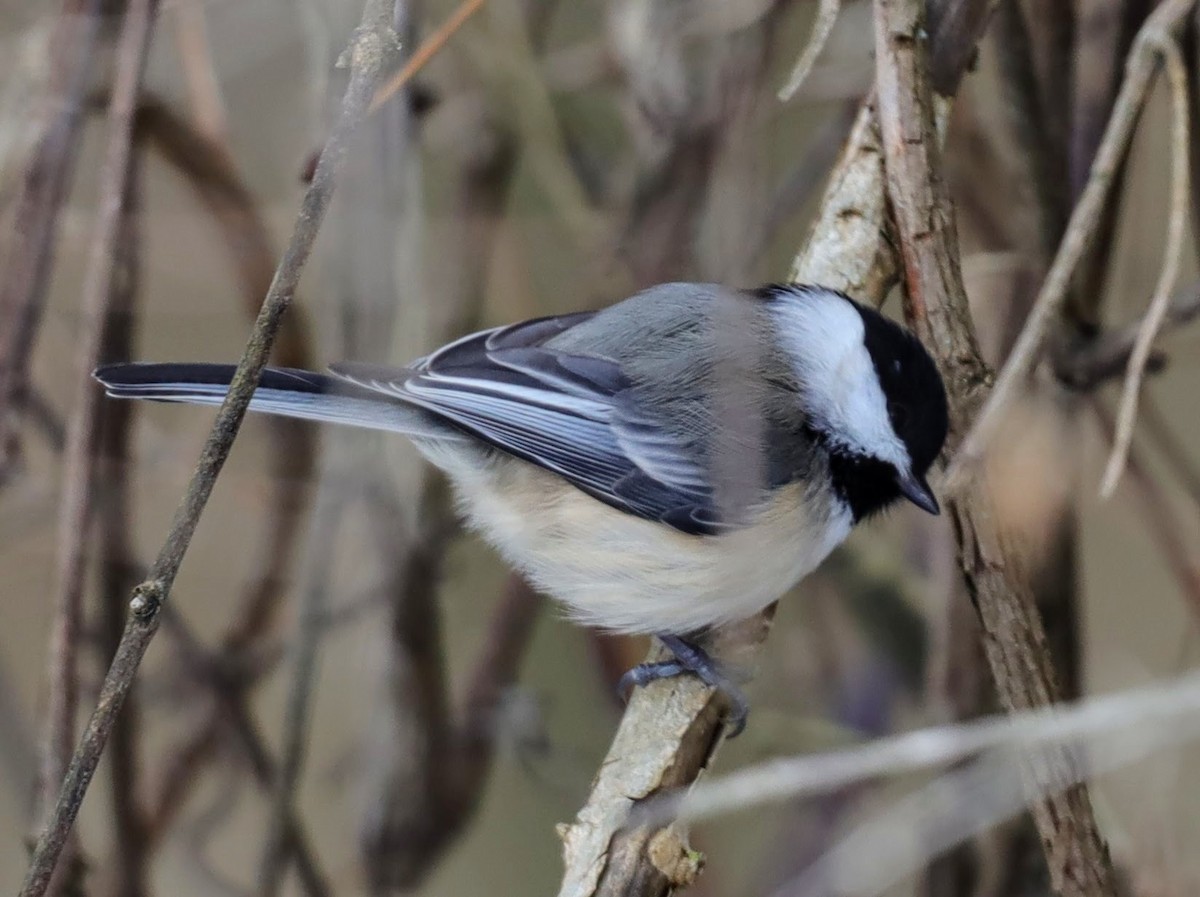 Black-capped Chickadee - ML629875215