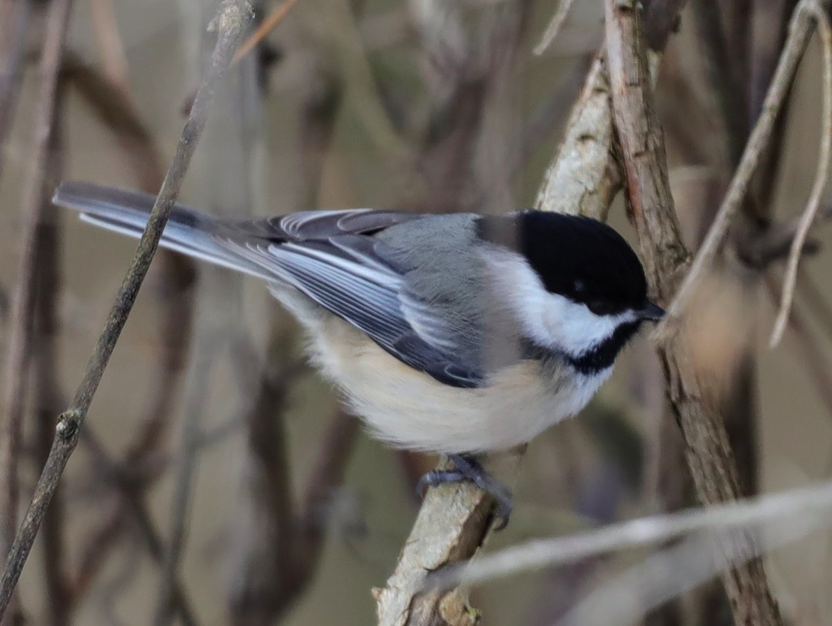 Black-capped Chickadee - ML629875216