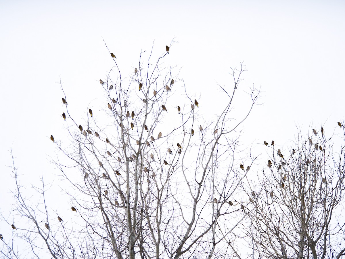 Evening Grosbeak - ML629875275