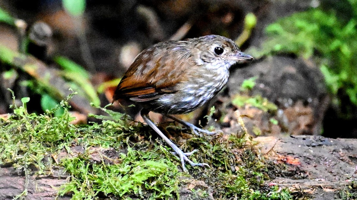 Thrush-like Antpitta - ML629875649