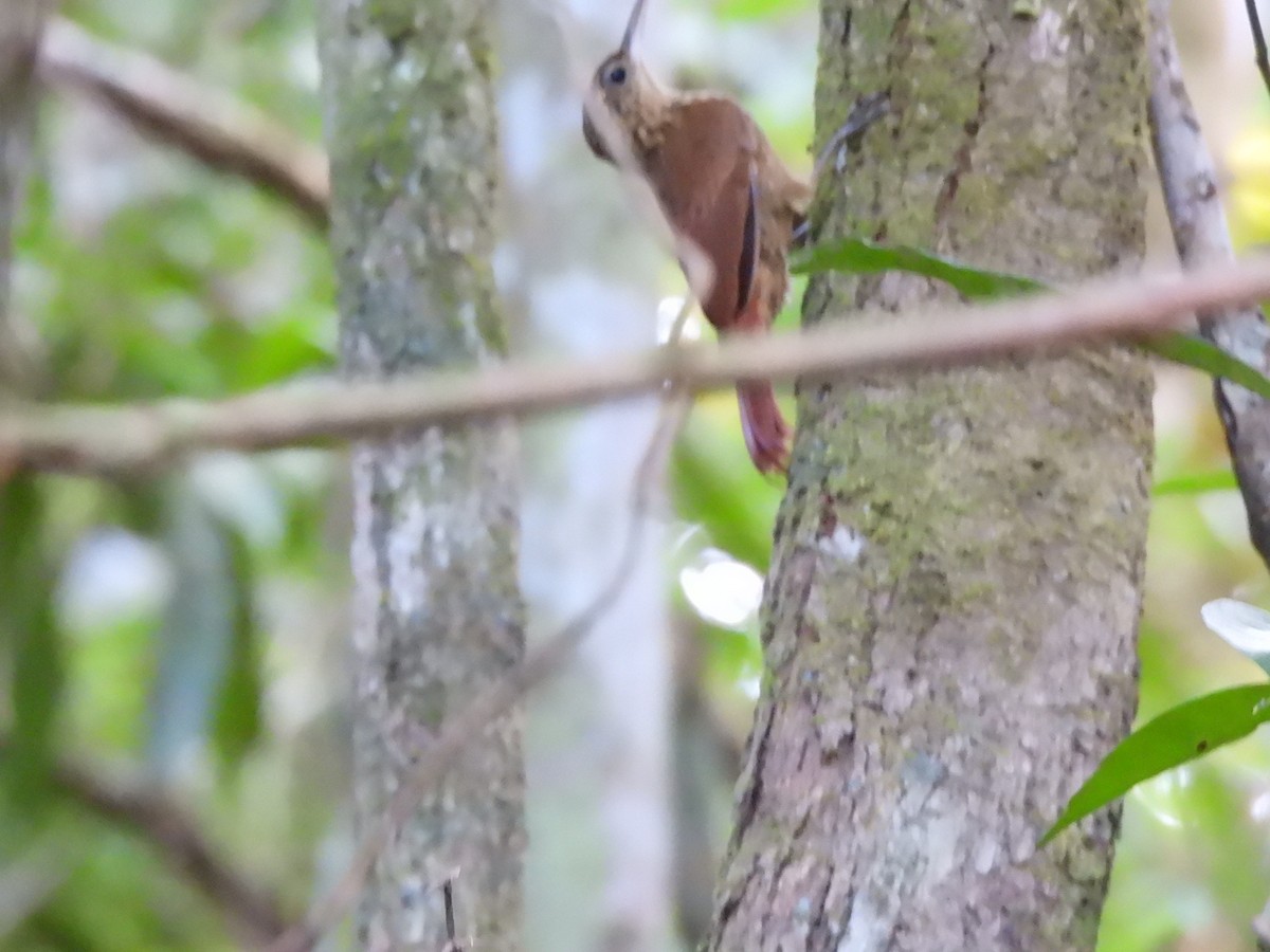 Ceara Woodcreeper - ML629875904