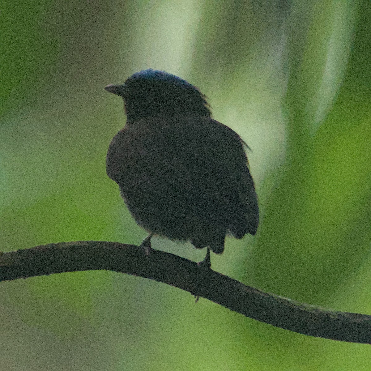 Blue-capped Manakin - ML629875914