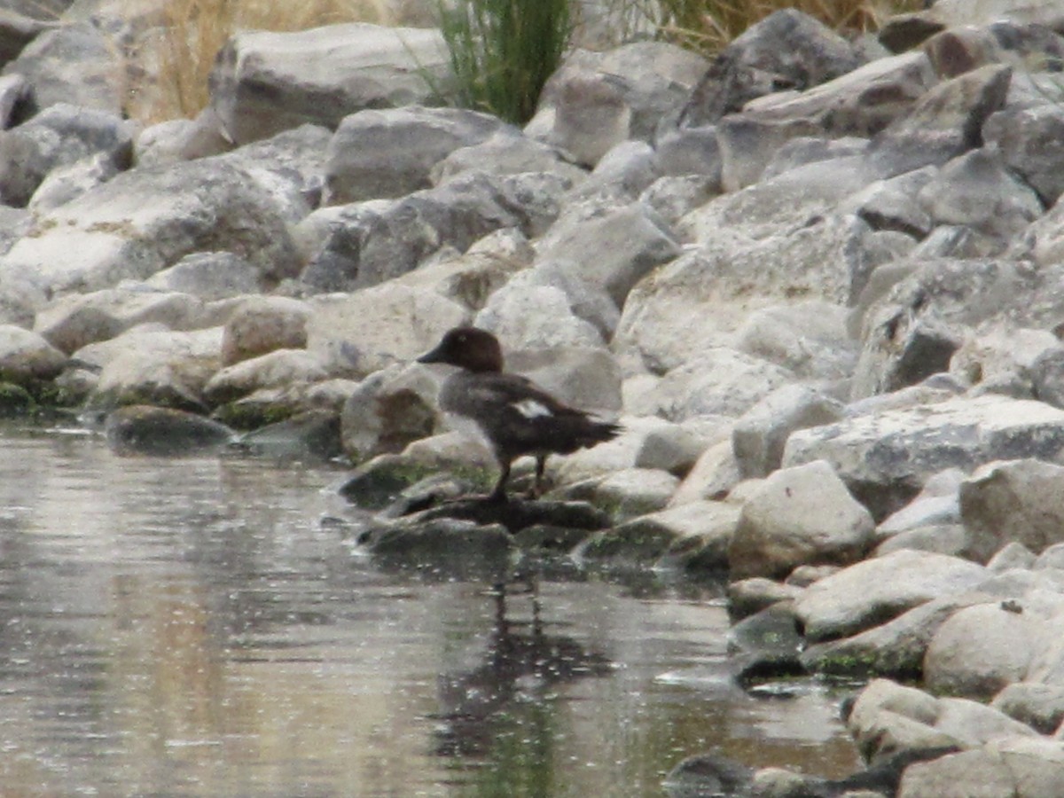 Common Goldeneye - ML62987661