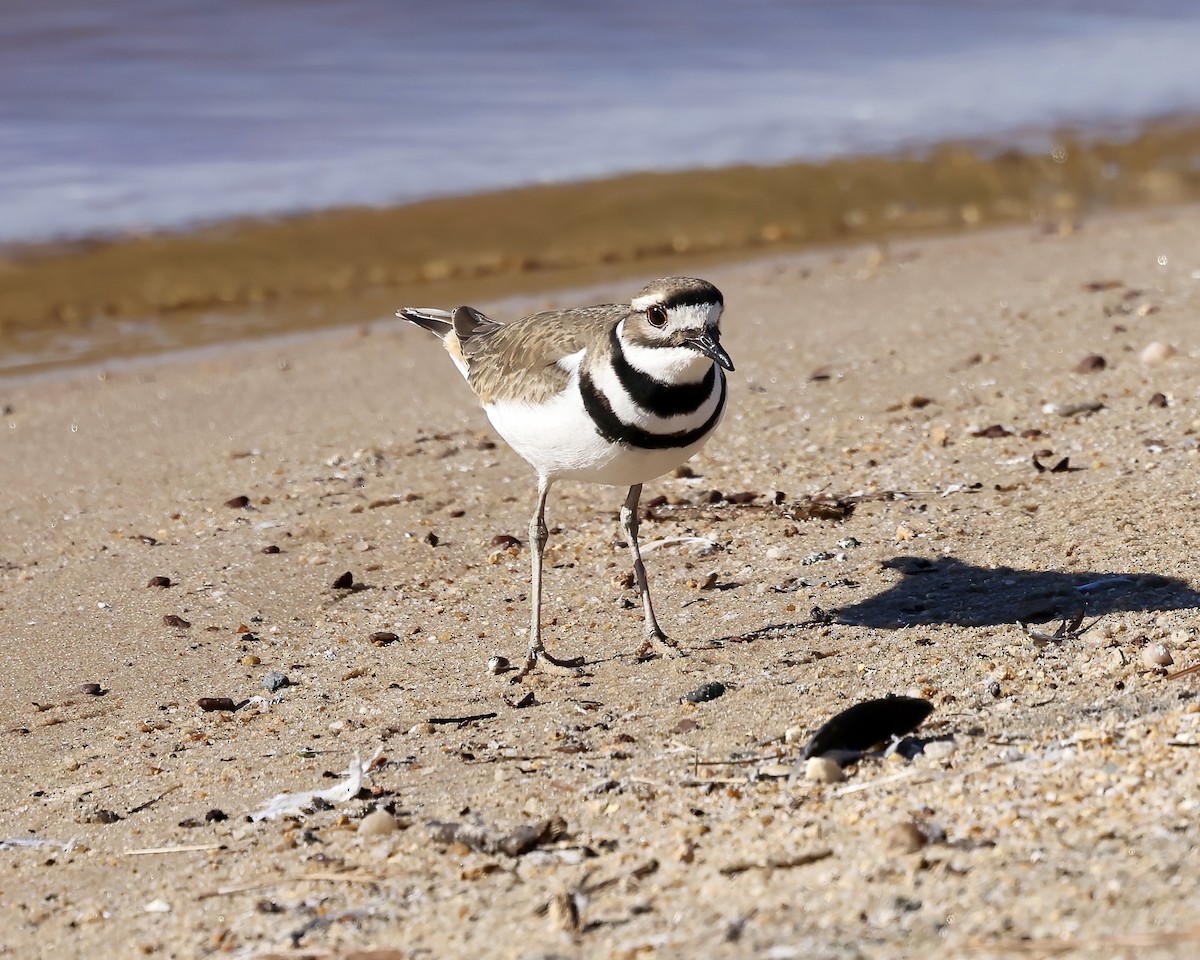 Killdeer - ML629876665