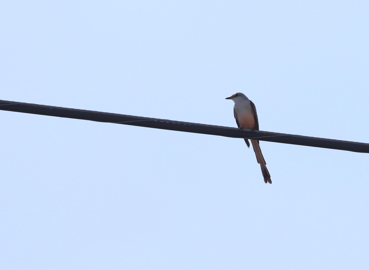 Scissor-tailed Flycatcher - ML629876666