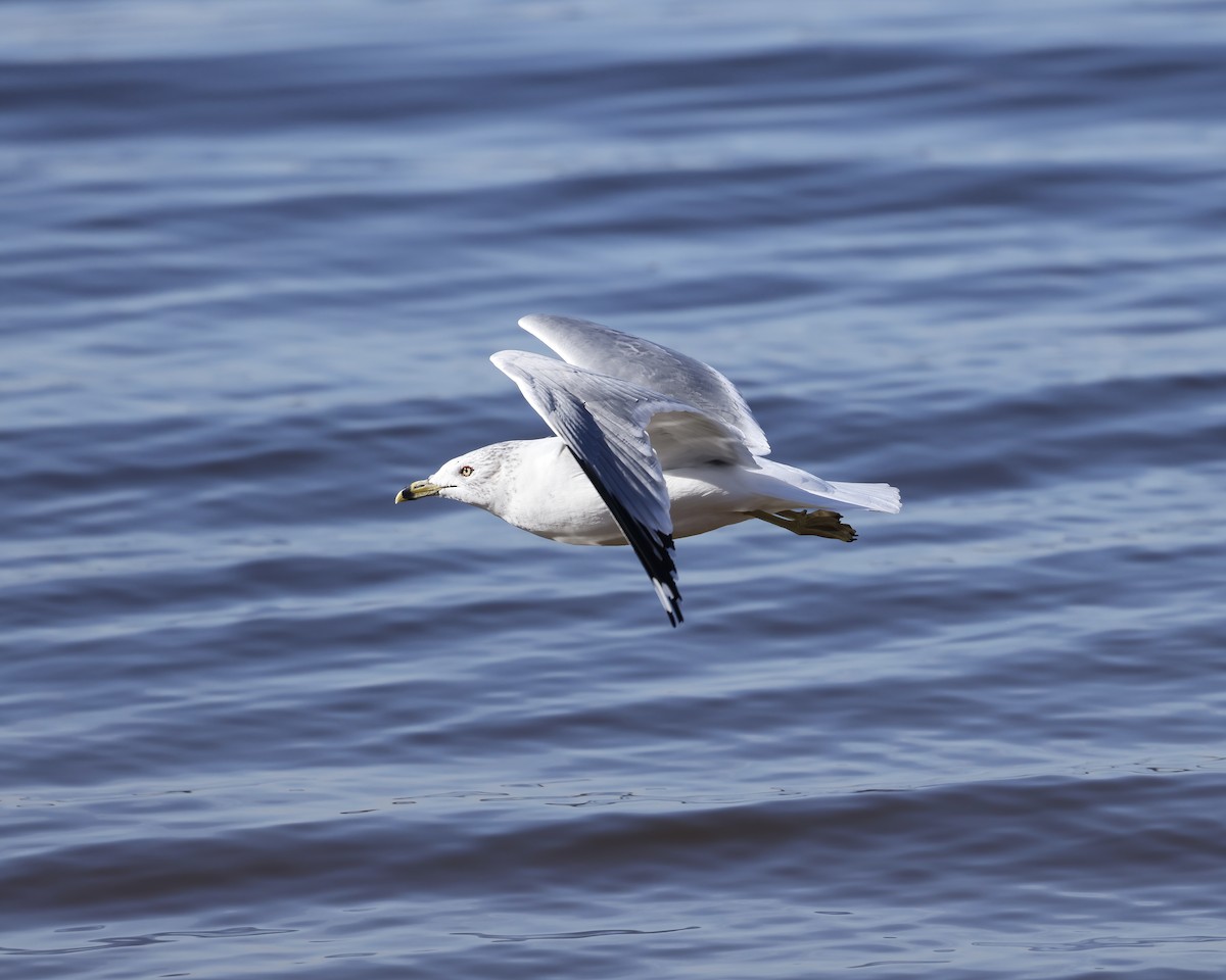 Ring-billed Gull - ML629876703