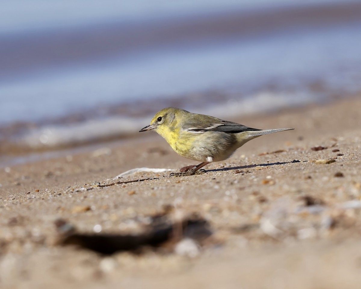 Pine Warbler - ML629876737