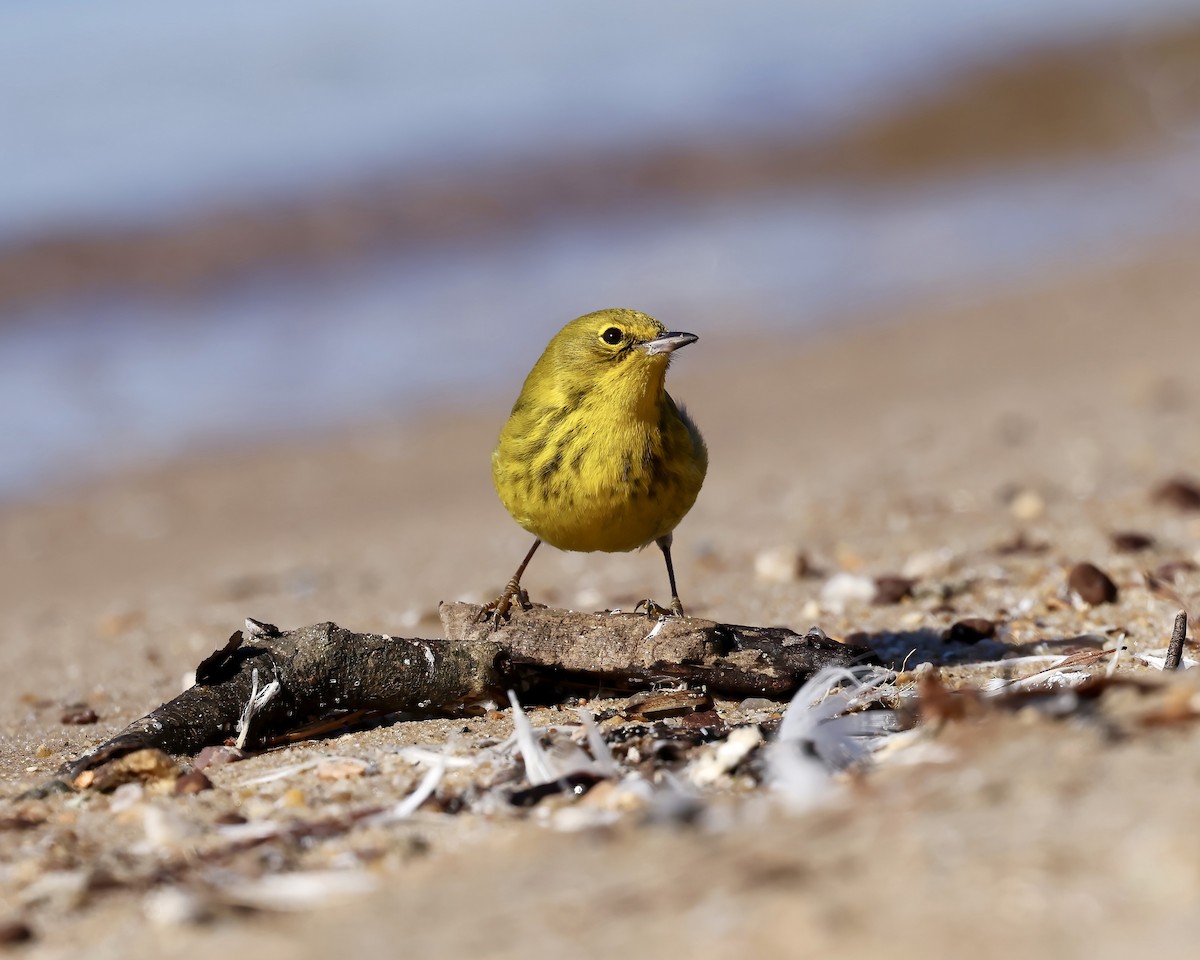 Pine Warbler - ML629876738