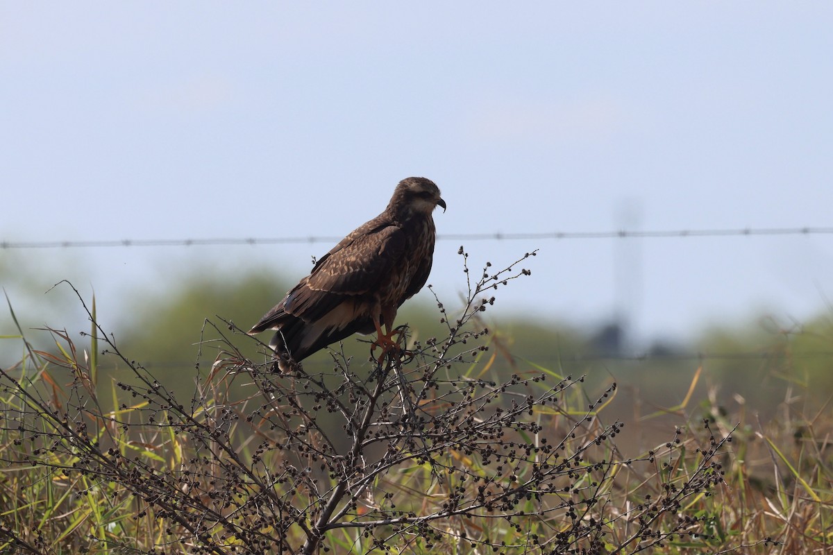 Snail Kite - ML629876745