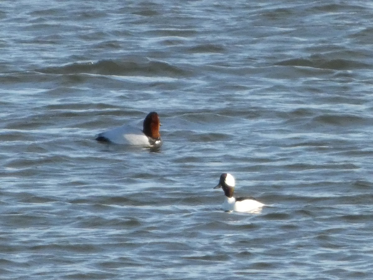 Canvasback - ML629877060