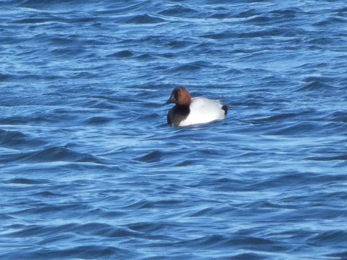 Canvasback - ML629877061