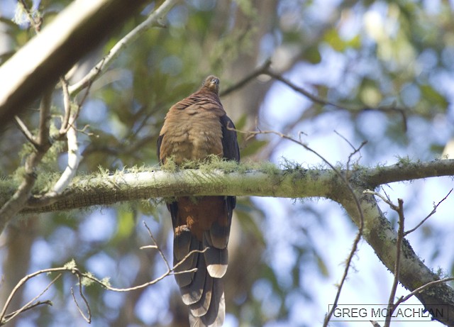 Brown Cuckoo-Dove - ML62987711