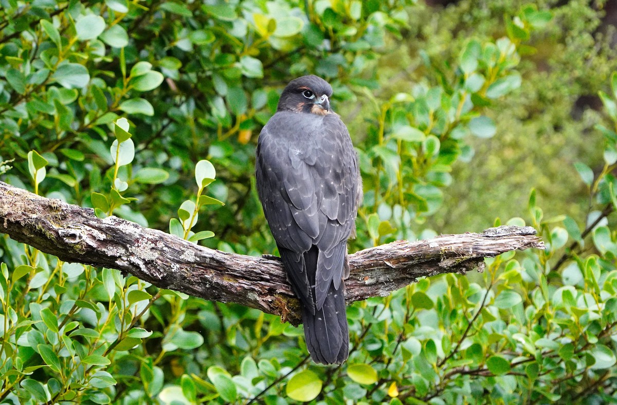 New Zealand Falcon - ML629877273