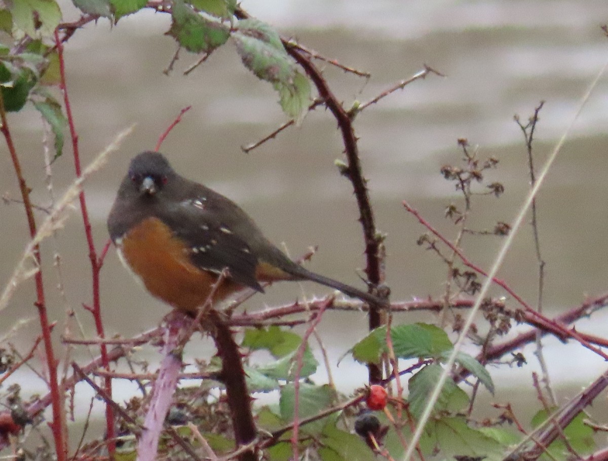 Spotted Towhee - ML629877293
