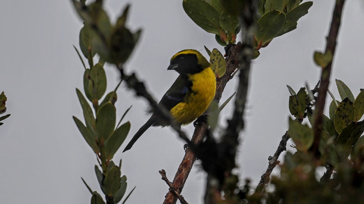 Masked Mountain Tanager - ML629877301