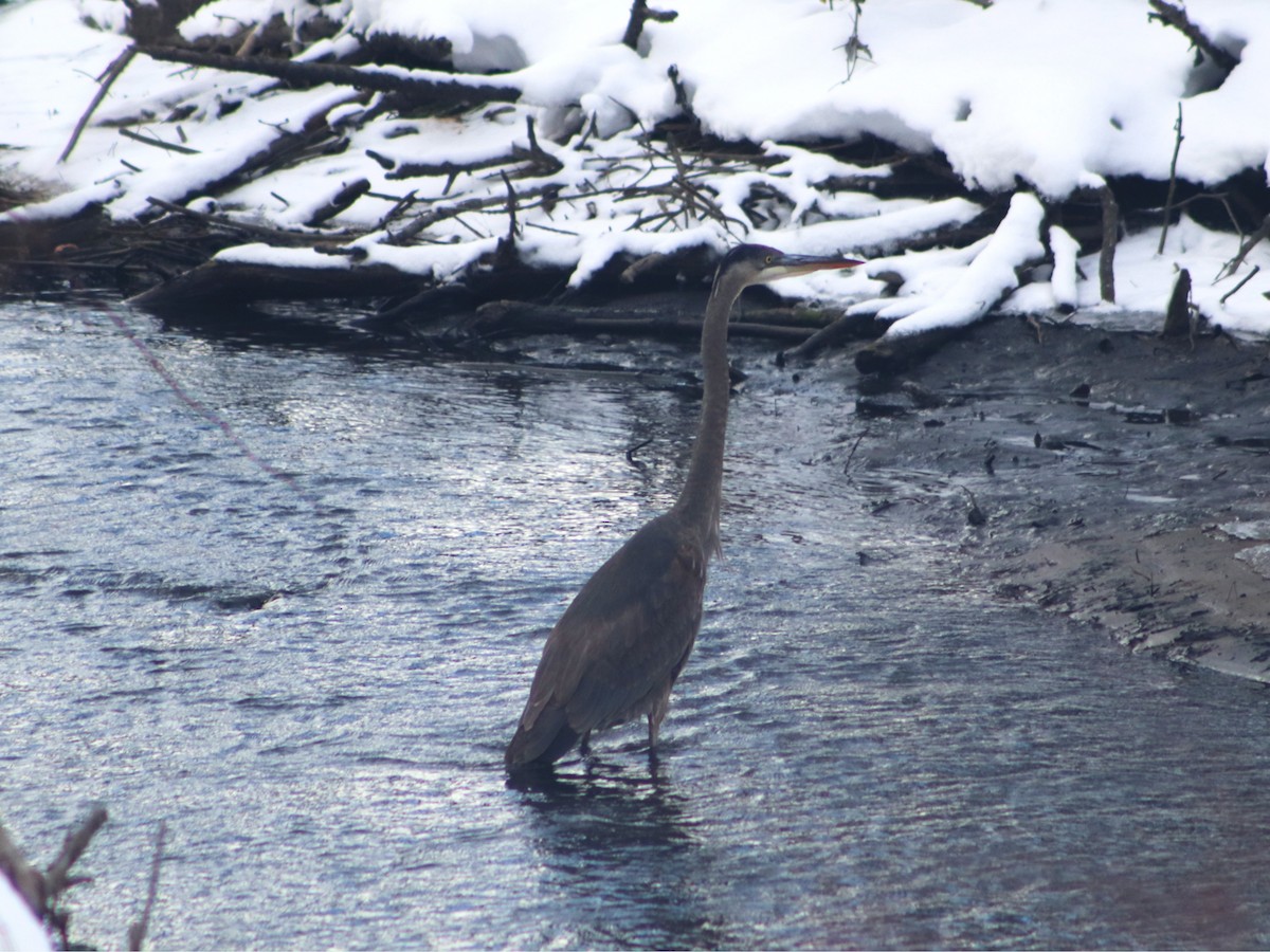 volavka velká - ML629877345