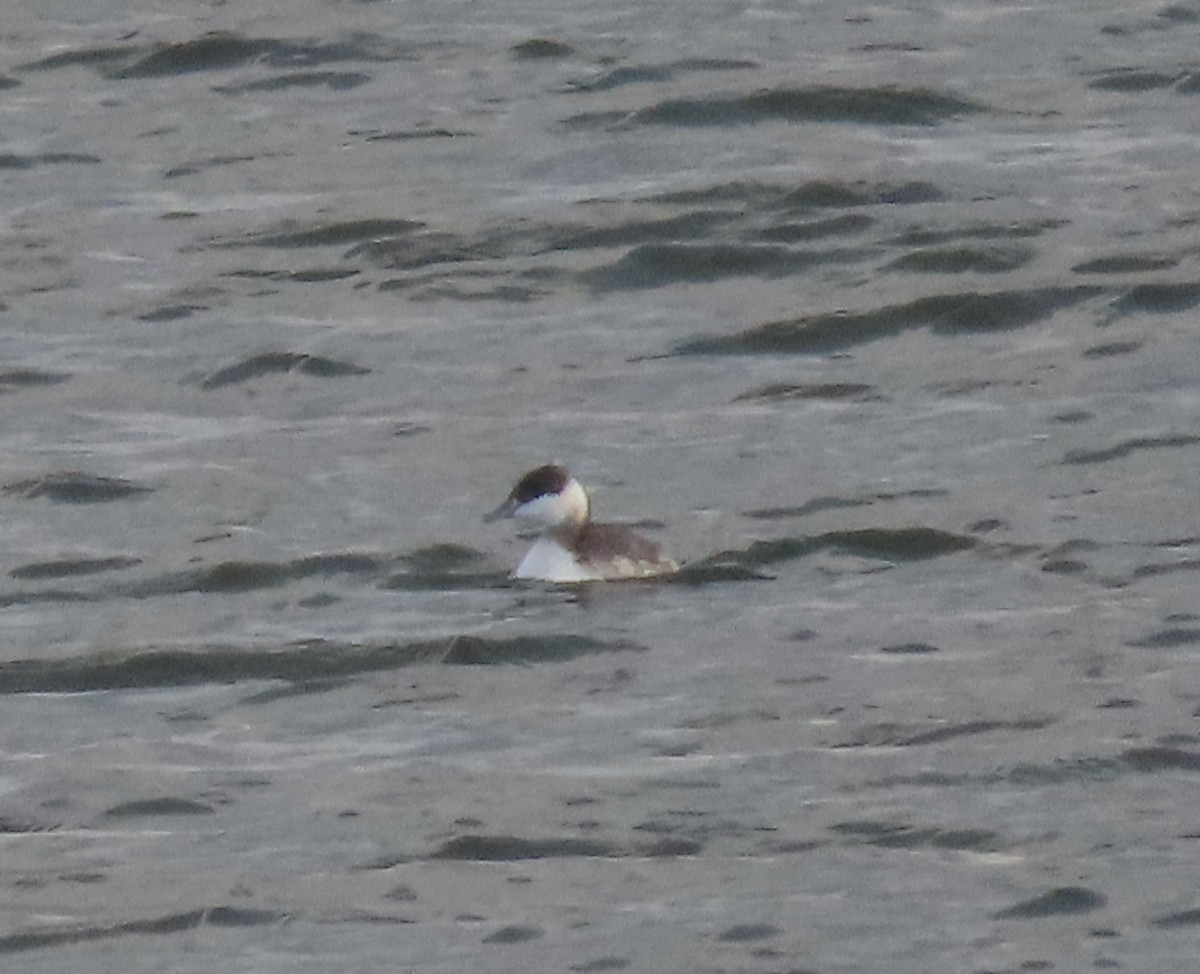 Horned Grebe - ML629877346