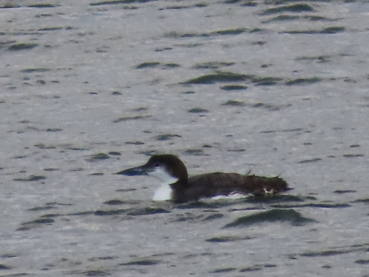 Common Loon - ML629877361