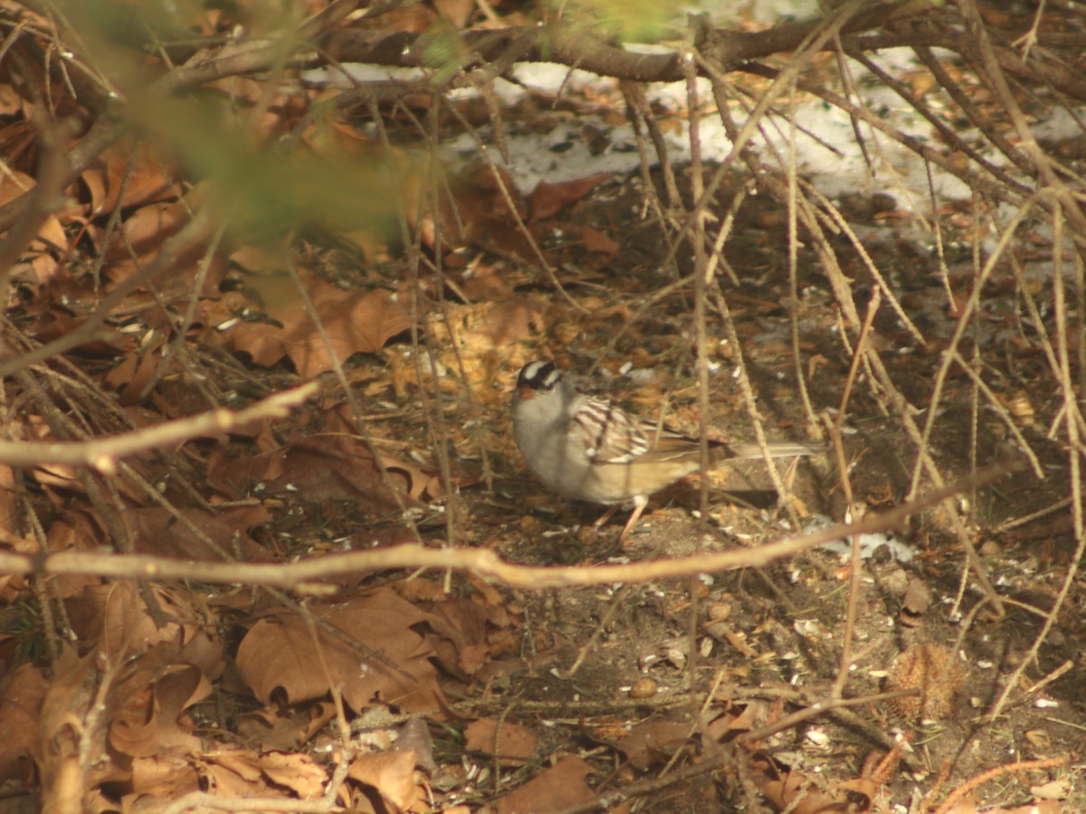 strnadec bělopásý - ML629877367