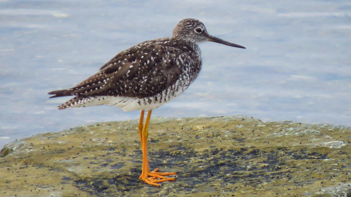 Greater Yellowlegs - ML629877423