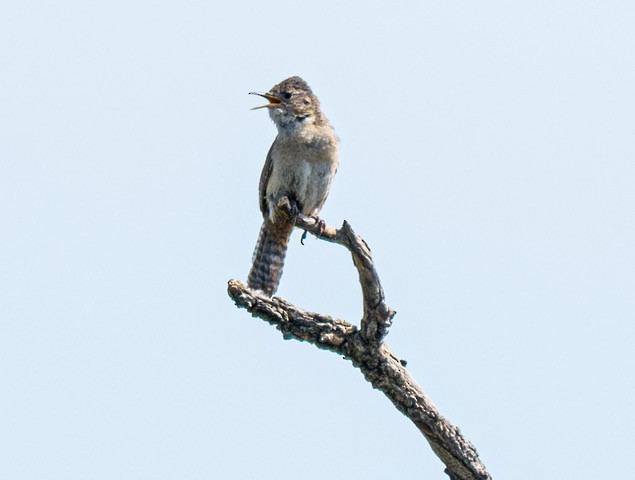 Grass Wren (Pampas) - ML629877433