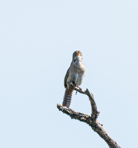 Grass Wren (Pampas) - ML629877434