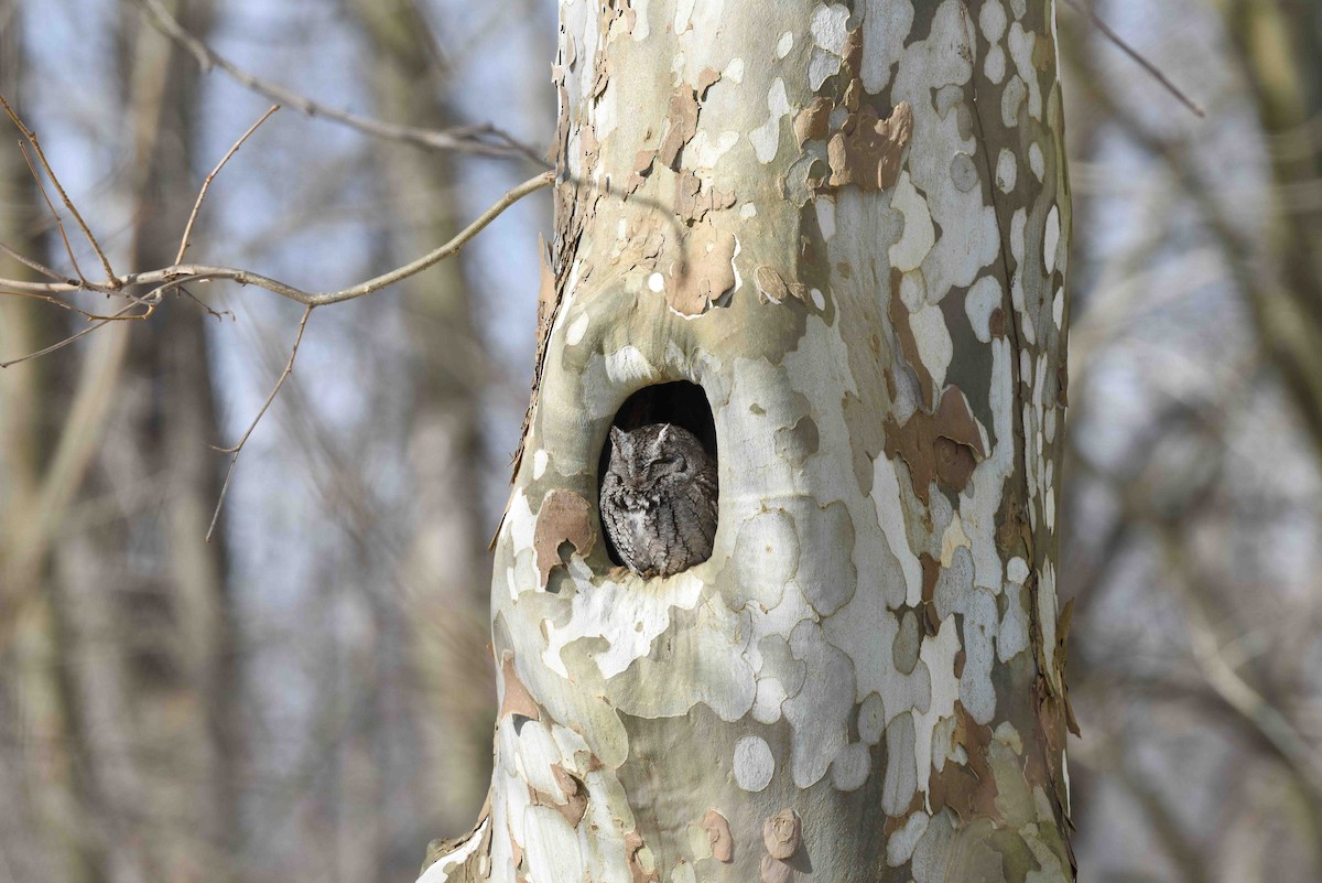 Eastern Screech-Owl - ML629878077