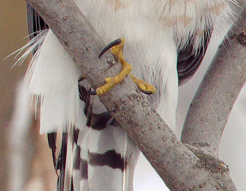 Sharp-shinned Hawk - ML629878204