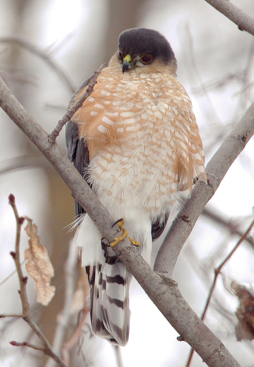 Sharp-shinned Hawk - ML629878205