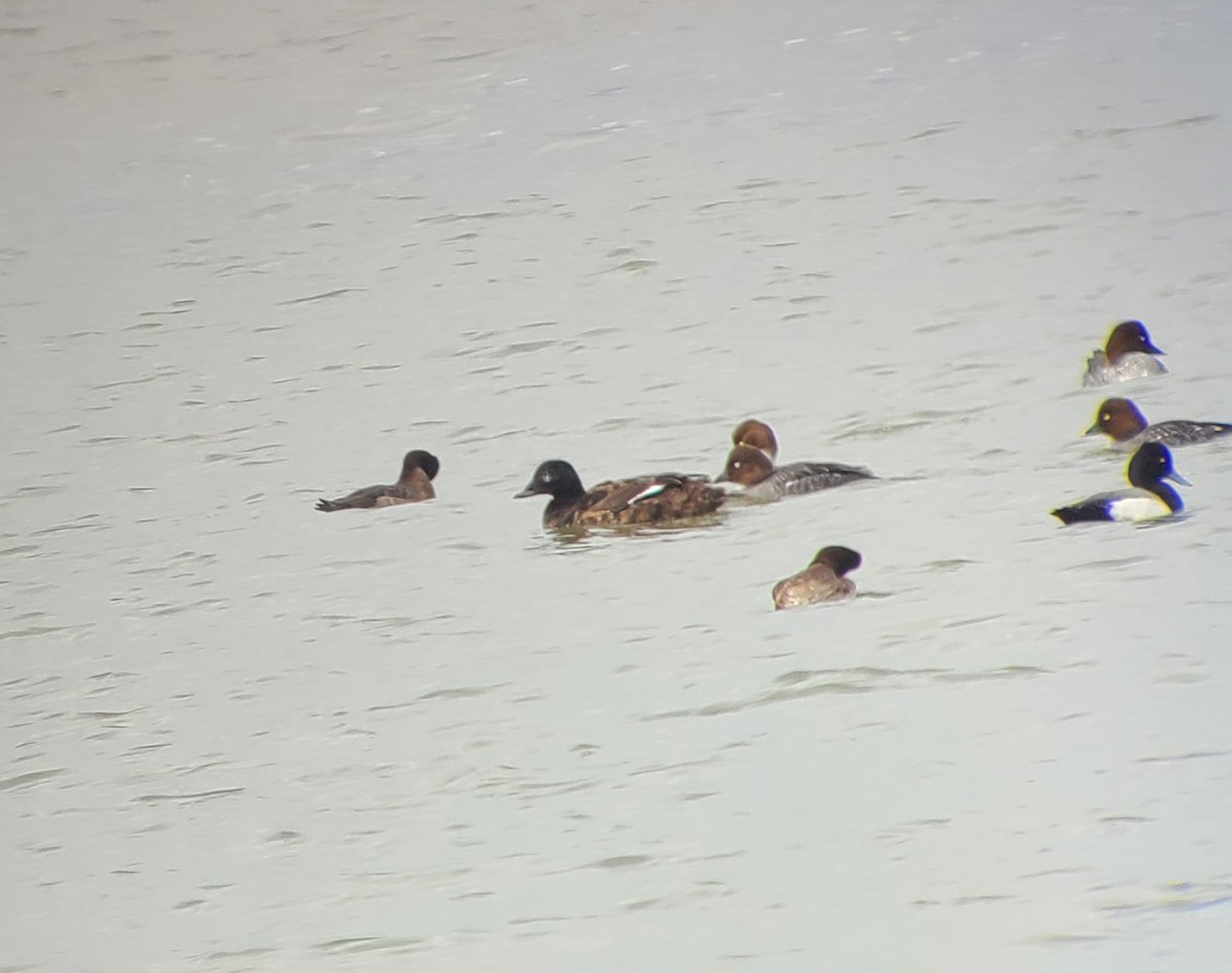 White-winged Scoter - ML629878241