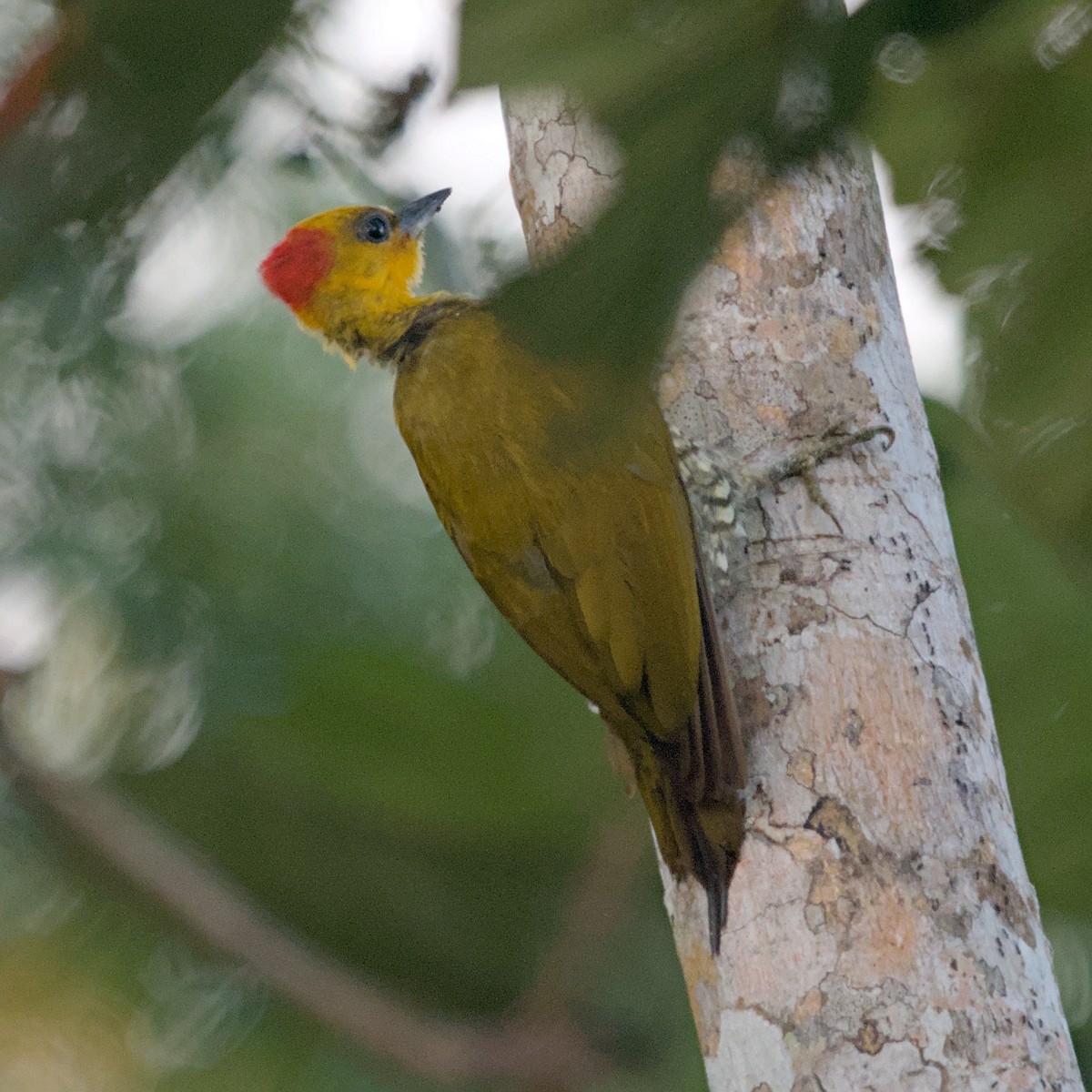 Yellow-throated Woodpecker - ML629878466