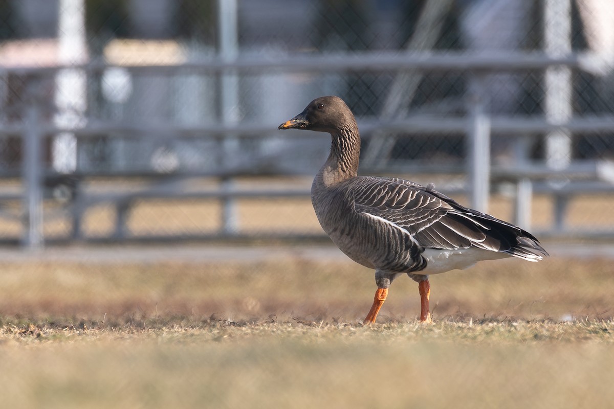 Tundra Bean-Goose - ML629878516