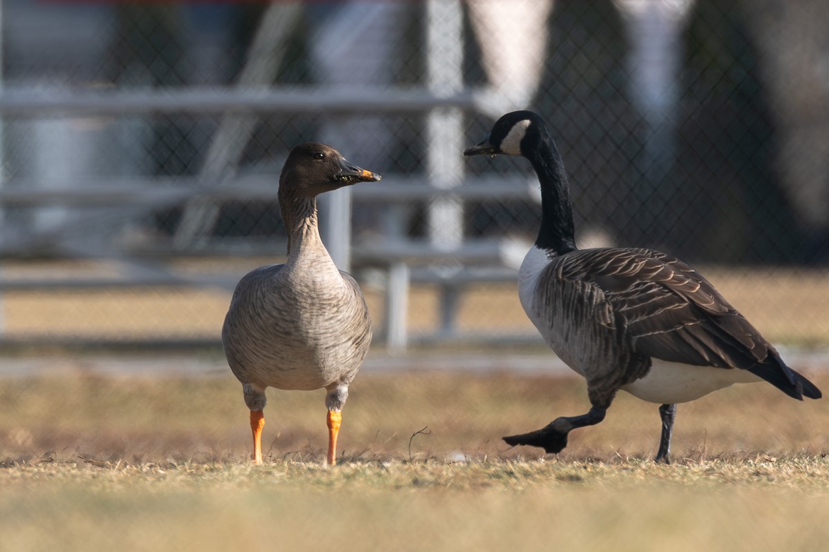 Tundra Bean-Goose - ML629878518