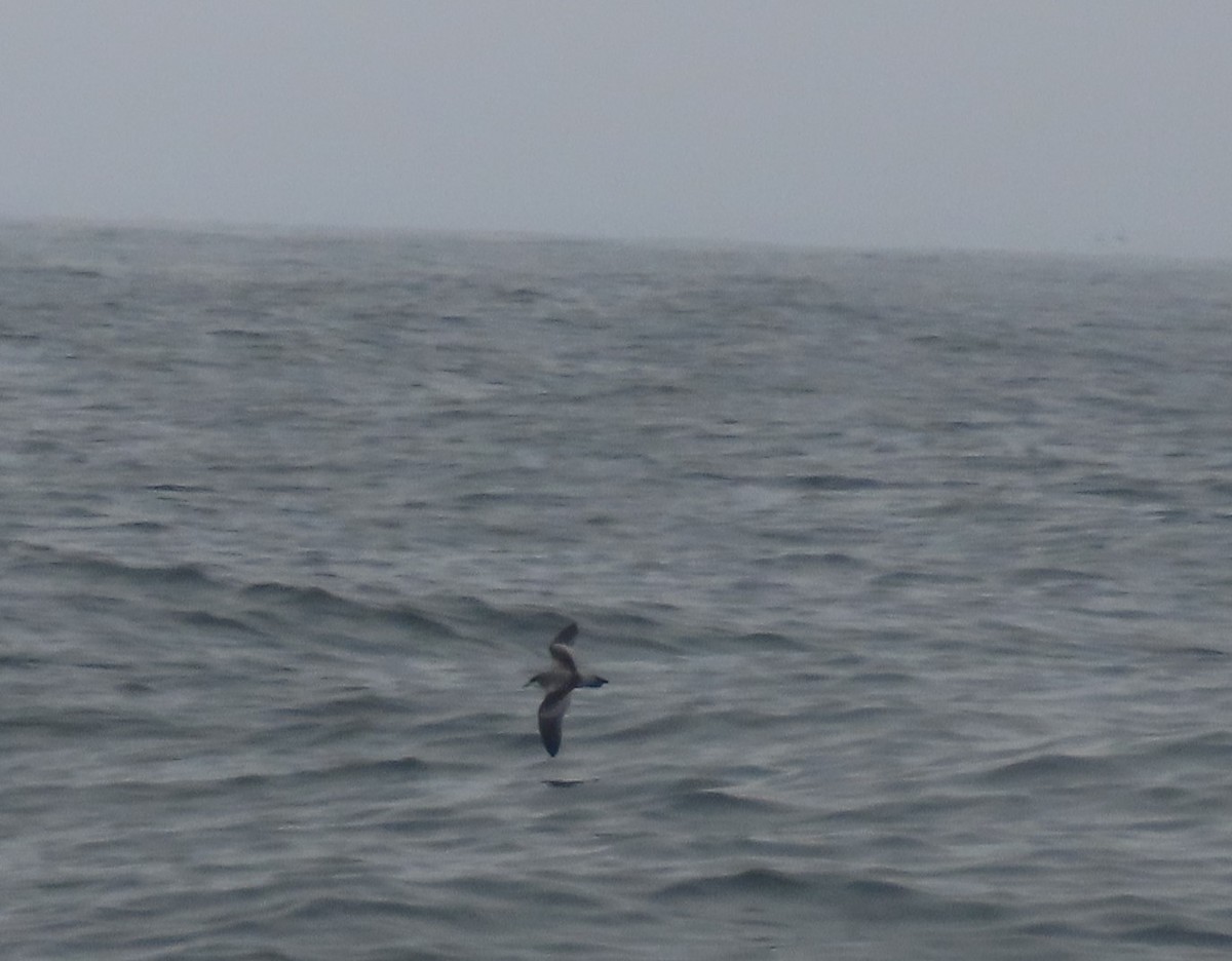 Buller's Shearwater - ML629878773