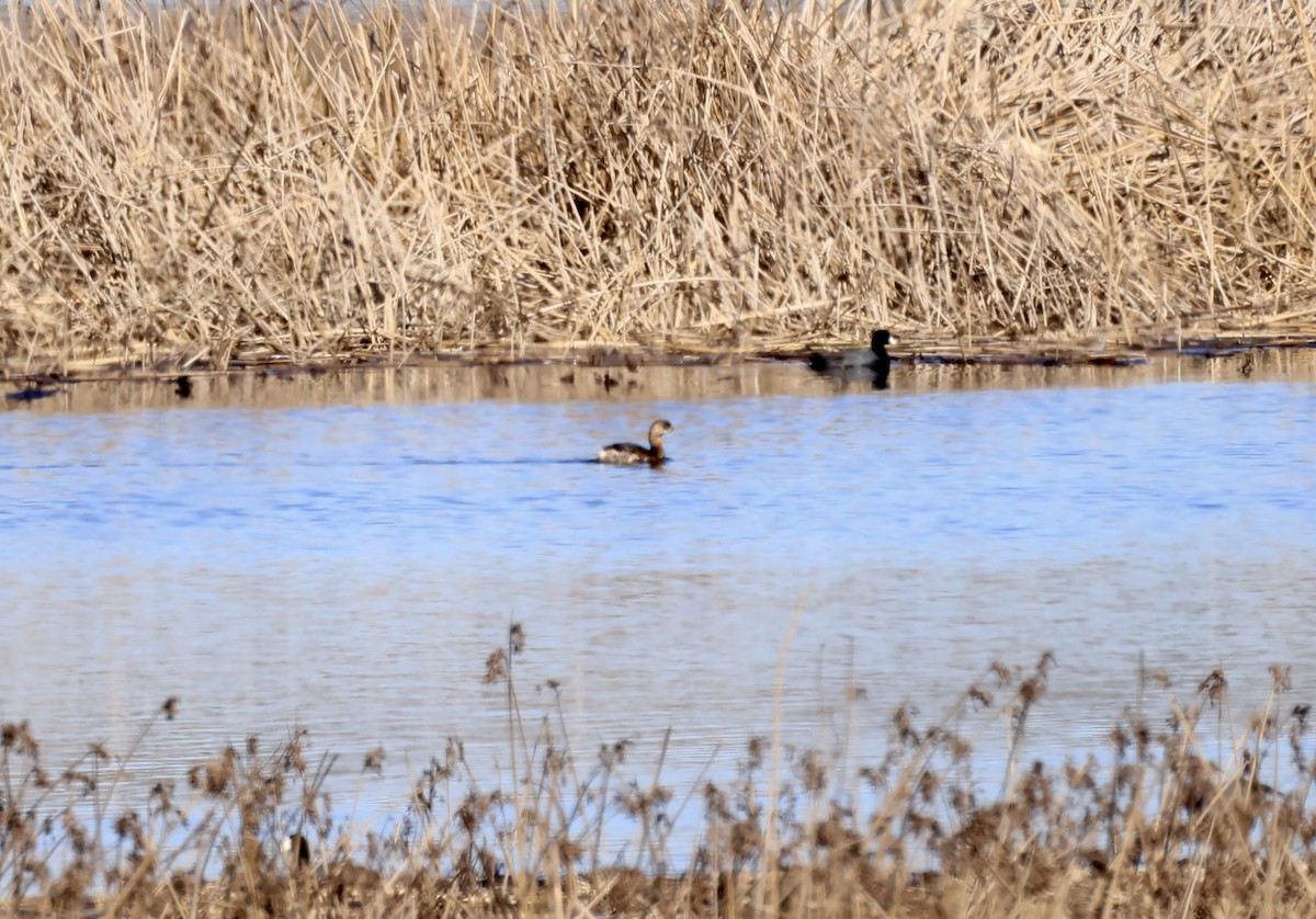 Pied-billed Grebe - ML629878842
