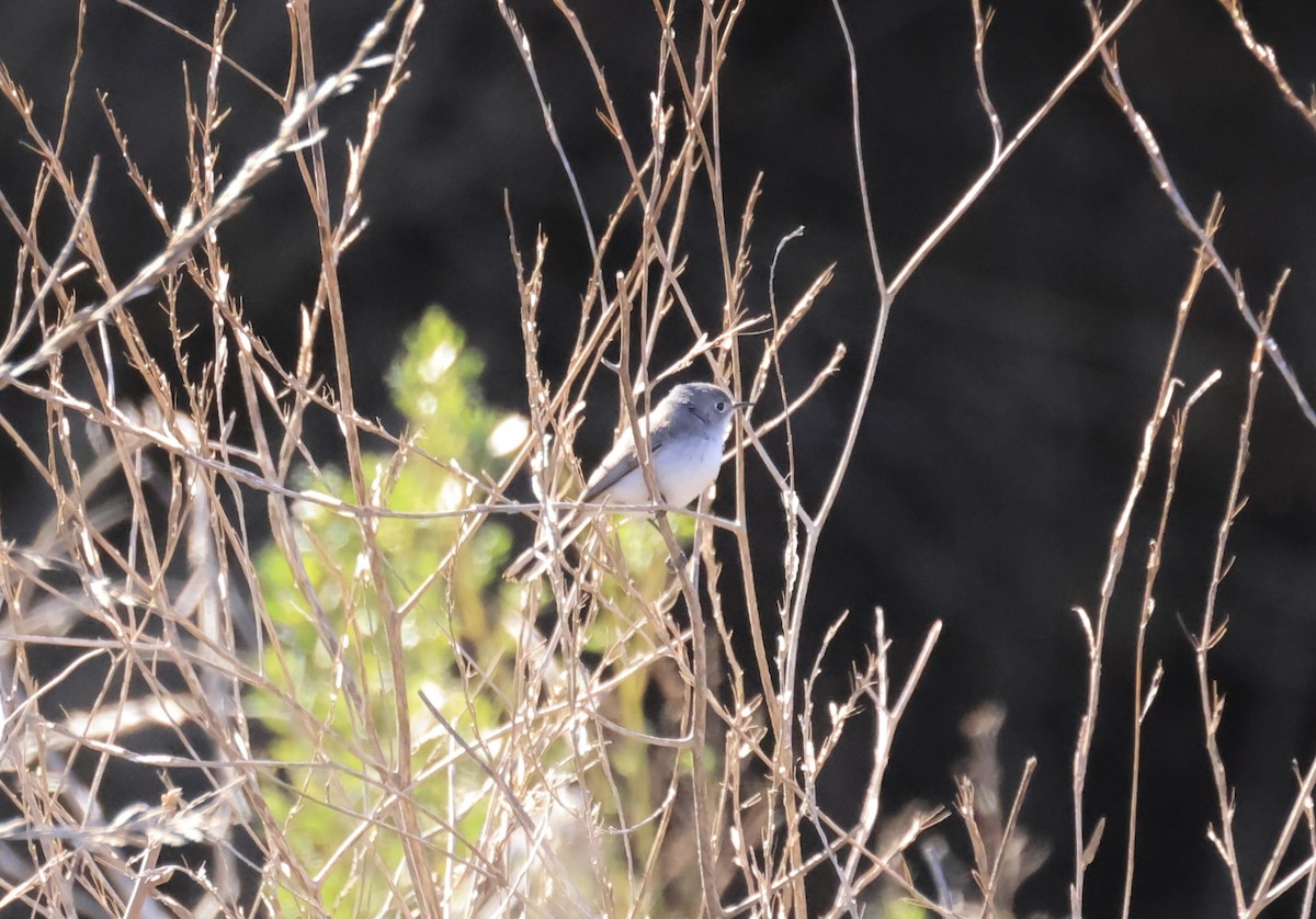 Blue-gray Gnatcatcher - ML629878967