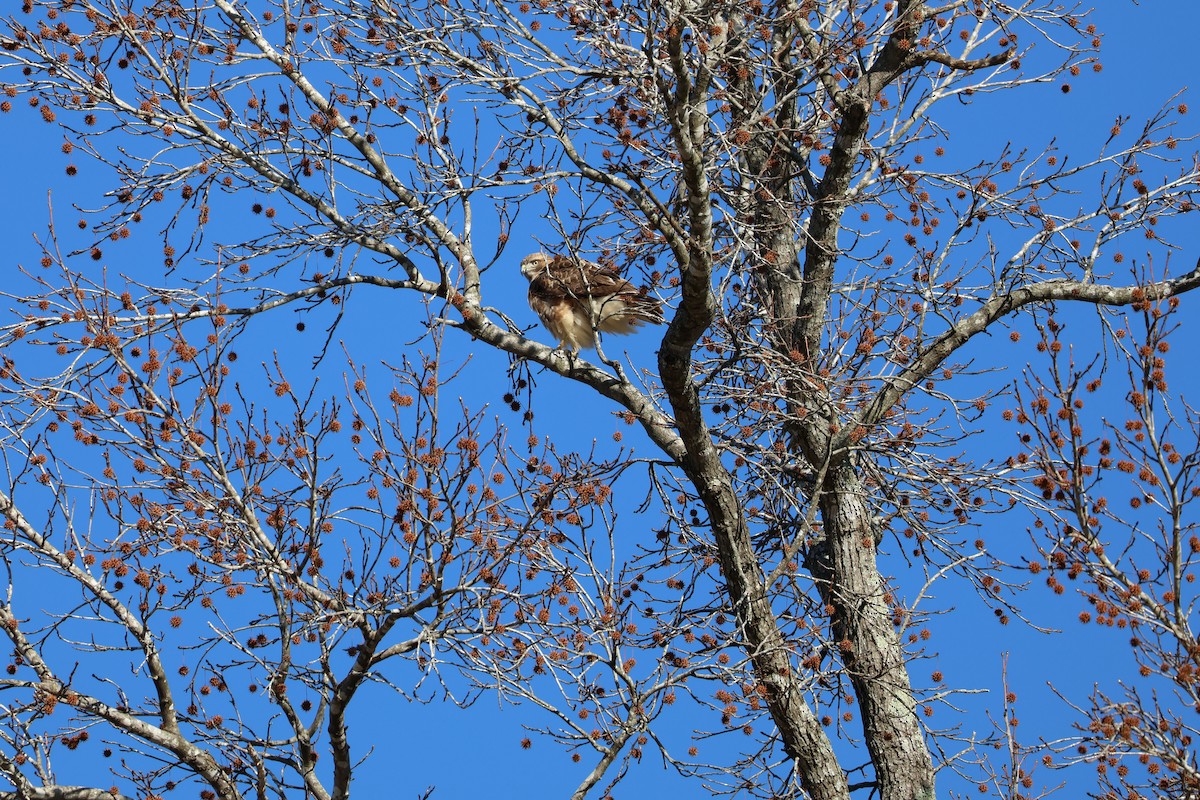 Red-tailed Hawk - ML629878983