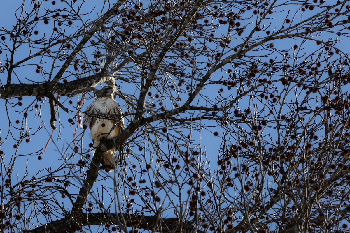 Red-tailed Hawk - ML629878997