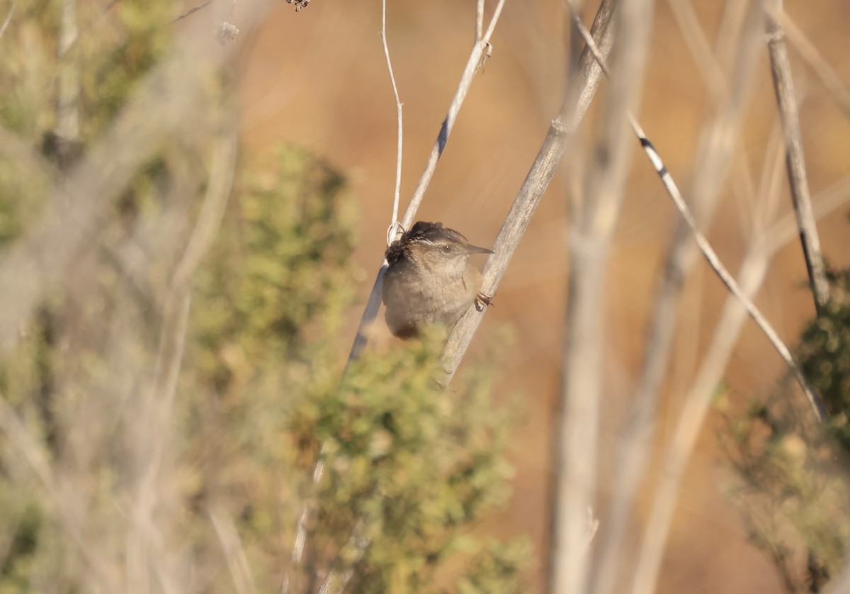 Cucarachero Pantanero - ML629879125