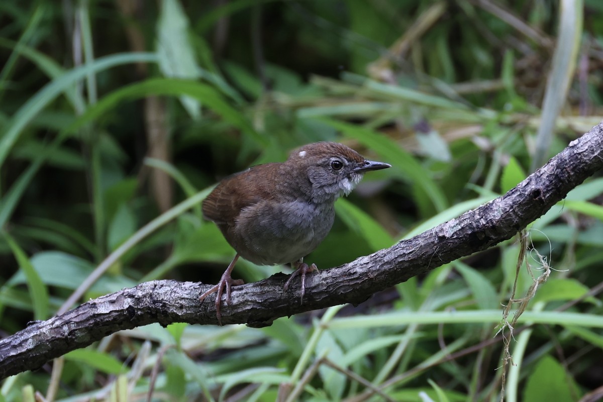 Javan Bush Warbler - ML629879442