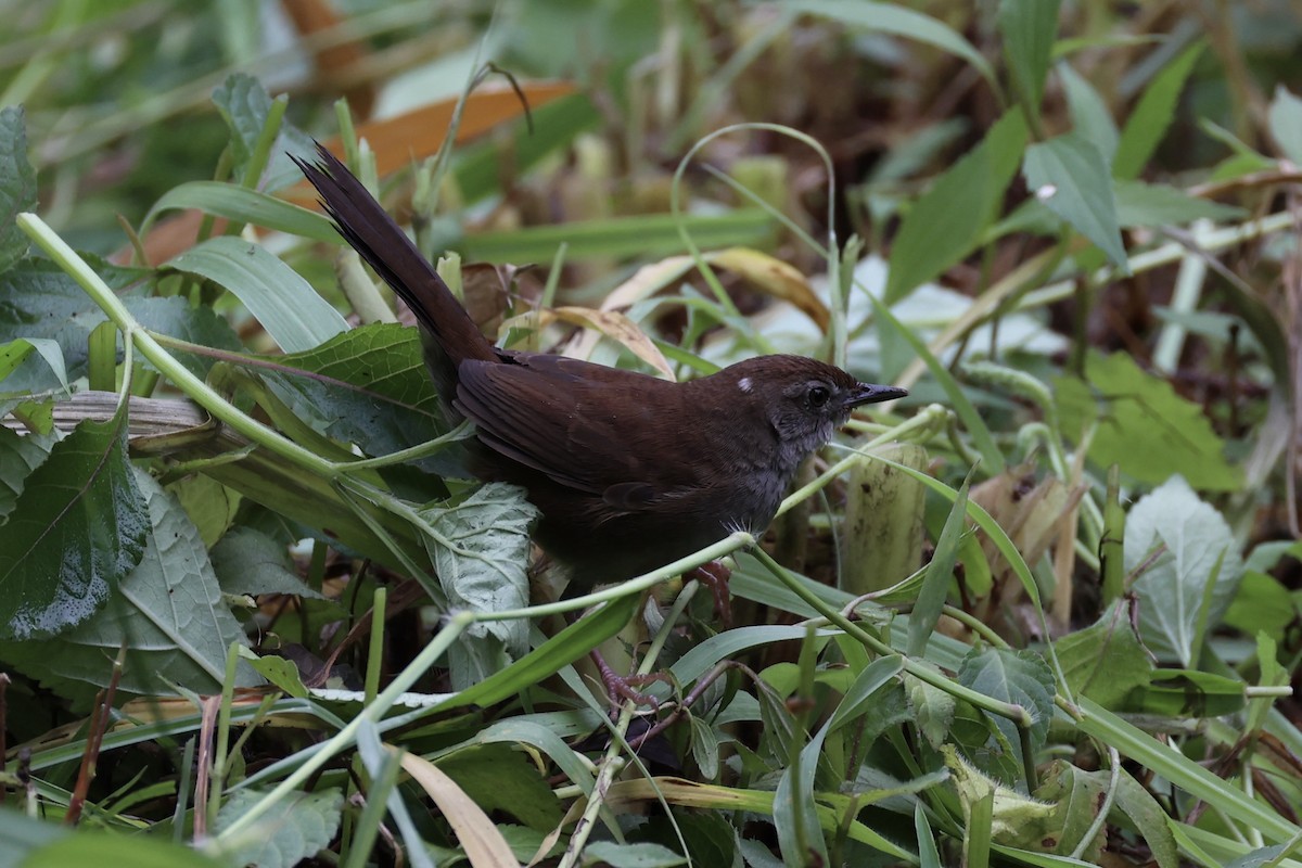 Javan Bush Warbler - ML629879450