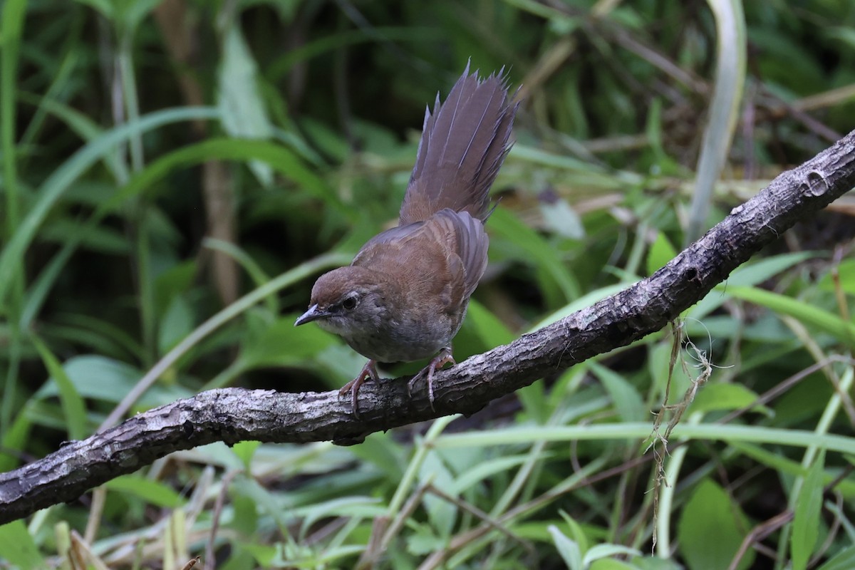 Javan Bush Warbler - ML629879452